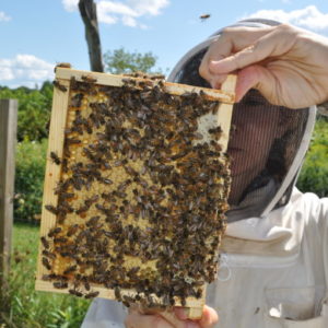 Starting in Beekeeping (Package of all classes and workshops)