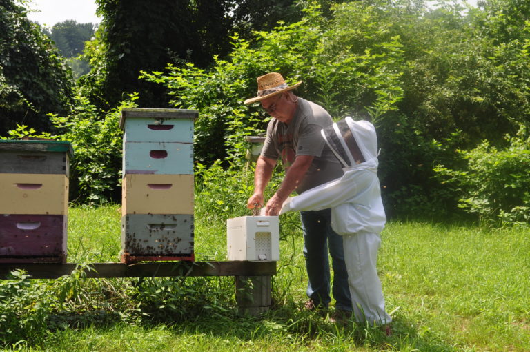 Beginning Beekeeper's Mentorship Bundle, New Beekeepers Lessons