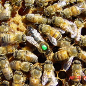 Queens Management & Evaluation – July 17, 2022, 1 – 3:30 PM