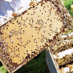 Starting in Beekeeping (Class  #2 only: April 10, 2022, 5:30 – 7:00 PM)
