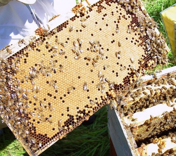 Starting in Beekeeping (Class  #2 only: April 10, 2022, 5:30 – 7:00 PM)