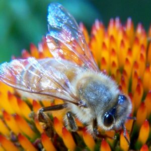 Starting in Beekeeping (Class  #3 only: Sunday April 24th, 5:30 -7:00 PM)