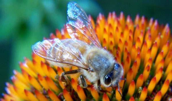 Starting in Beekeeping (Class  #3 only: Sunday April 24th, 5:30 -7:00 PM)